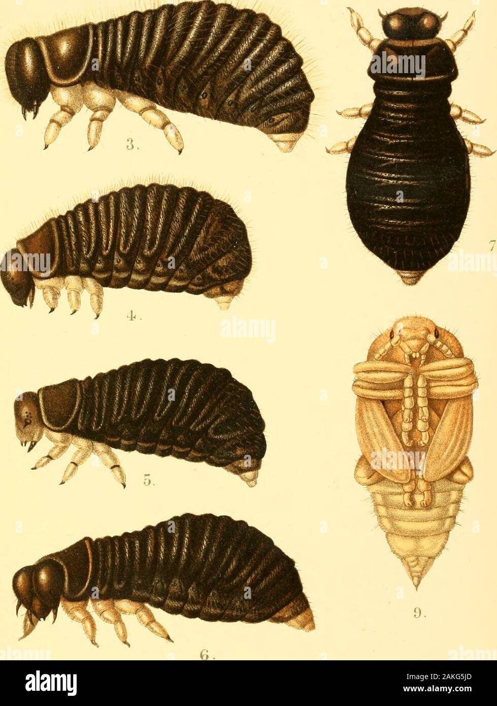 Transactions of the Entomological Society of London . HoTa,ce Rnigkt, del et litT&gt ;. B-atterflies l'Arctique. MmteriLBros cTxrc^tivood- Nous legs. Trans.ent.scc..Liml. WCS.PI.X. si..  ? ?-Jfe;J ^^ Banque D'Images