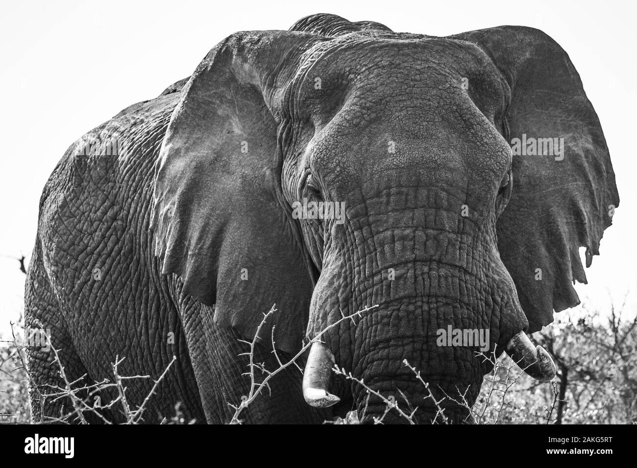 Un éléphant d'Afrique à l'aube lors d'un safari dans le Parc National de Hluhluwe imfolozi - en Afrique du Sud Banque D'Images