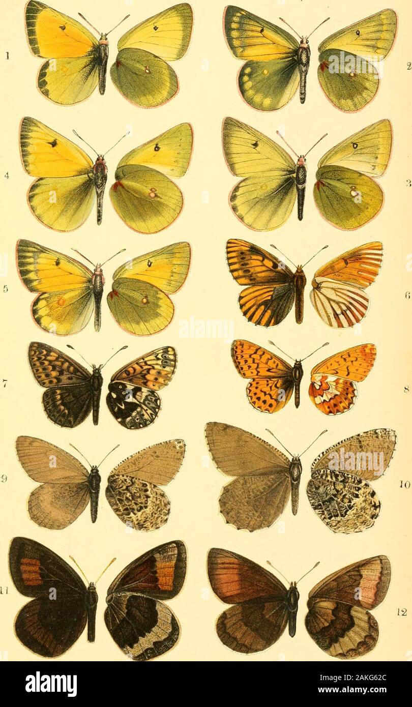 Transactions of the Entomological Society of London . R.MmterTLoLel et tht. MuxternBrcs . Orao-CKi ? Tiew Espèces d'Rhopa loceraL-du Nigeria. Tr-CLTus.Ejvb. .Soc. Lorul 1903.pl.IX.. HoTa,ce Rnigkt, del et litT&gt ;. B-atterflies l'Arctique. MmteriLBros cTxrc^tivood- Nous legs. Trans.ent.scc..Liml. WCS.PI.X Banque D'Images