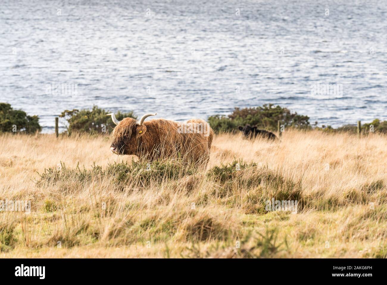 Highland le pâturage du bétail dans un champ avec vue sur lac Colliford sur Bodmin Moor en Cornouailles. Banque D'Images