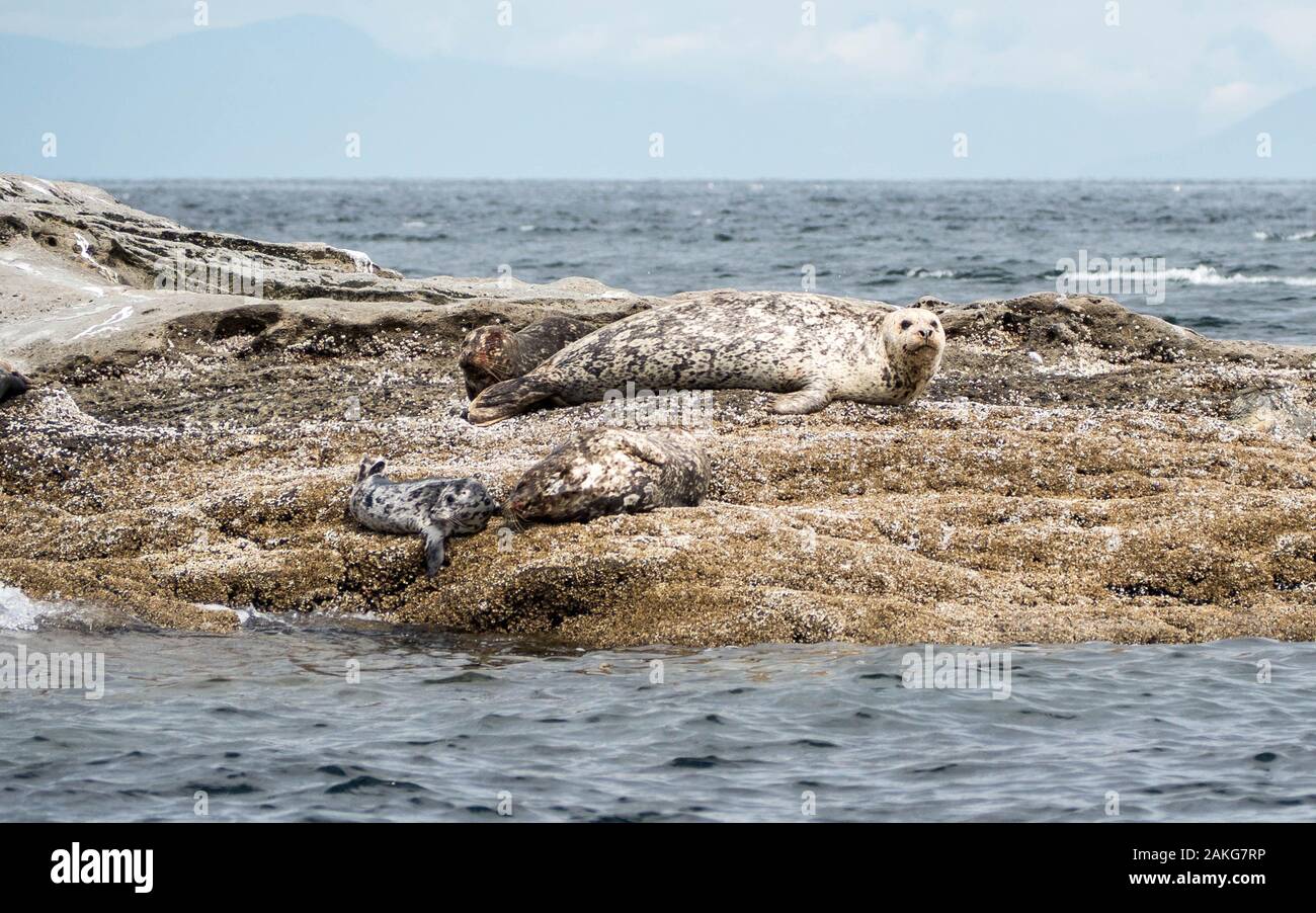 De multiples phoques se trouvant bien camouflés sur des rochers près de Vancouver, Canada Banque D'Images
