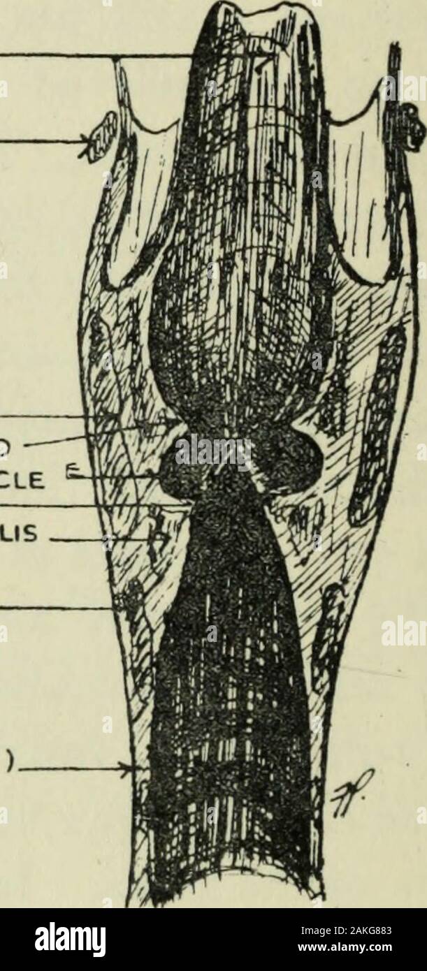 Philosophie de la culture vocale : un manuel de formation vocale et la préparation pour l'interprétation de la chanson . - EPICLOTTIS EPICLOTTIC OS HYOÏDE LIGAMENT THYRO-CARTILAGE THYROÏDE -FOLDLARYNGEAL VENTRICLEVOCAL VENTRICULE FOIS MUSCULUS VOCALIS cartilage cricoïde trachée(trachée ). Le larynx de gauche. Sectionthrough frontale du larynx. Fig. 1. Banque D'Images