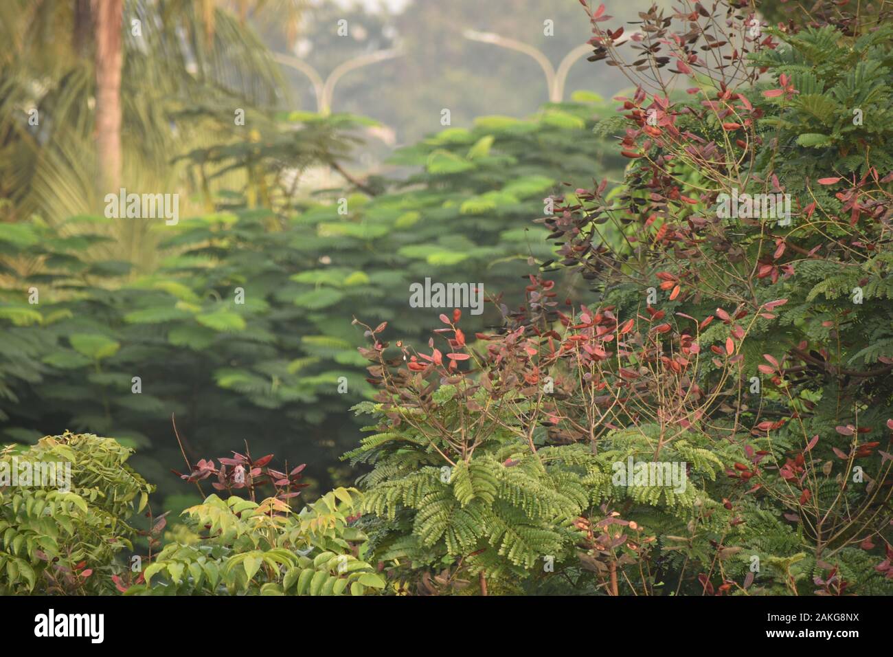 Une vue de vert des arbres avec leurs fruits secs (graines) au matin. Banque D'Images