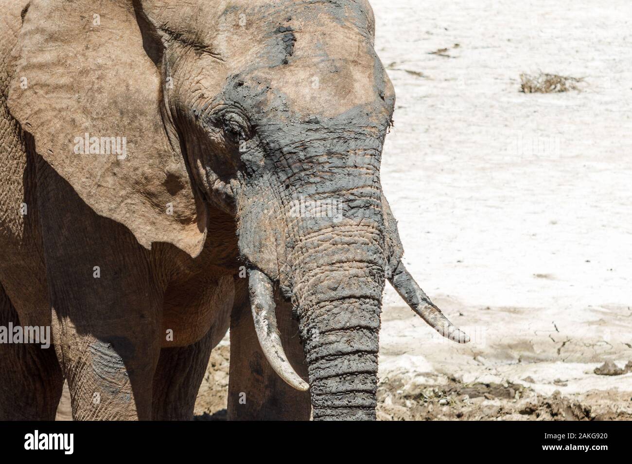 L'éléphant dans l'Addo Elephant National Park, près de Port Elizabeth, Afrique du Sud Banque D'Images