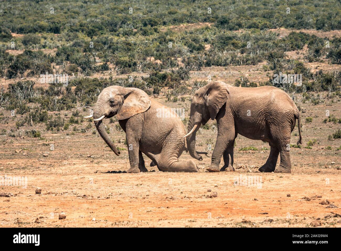 Les éléphants dans l'Addo Elephant National Park, près de Port Elizabeth, Afrique du Sud Banque D'Images