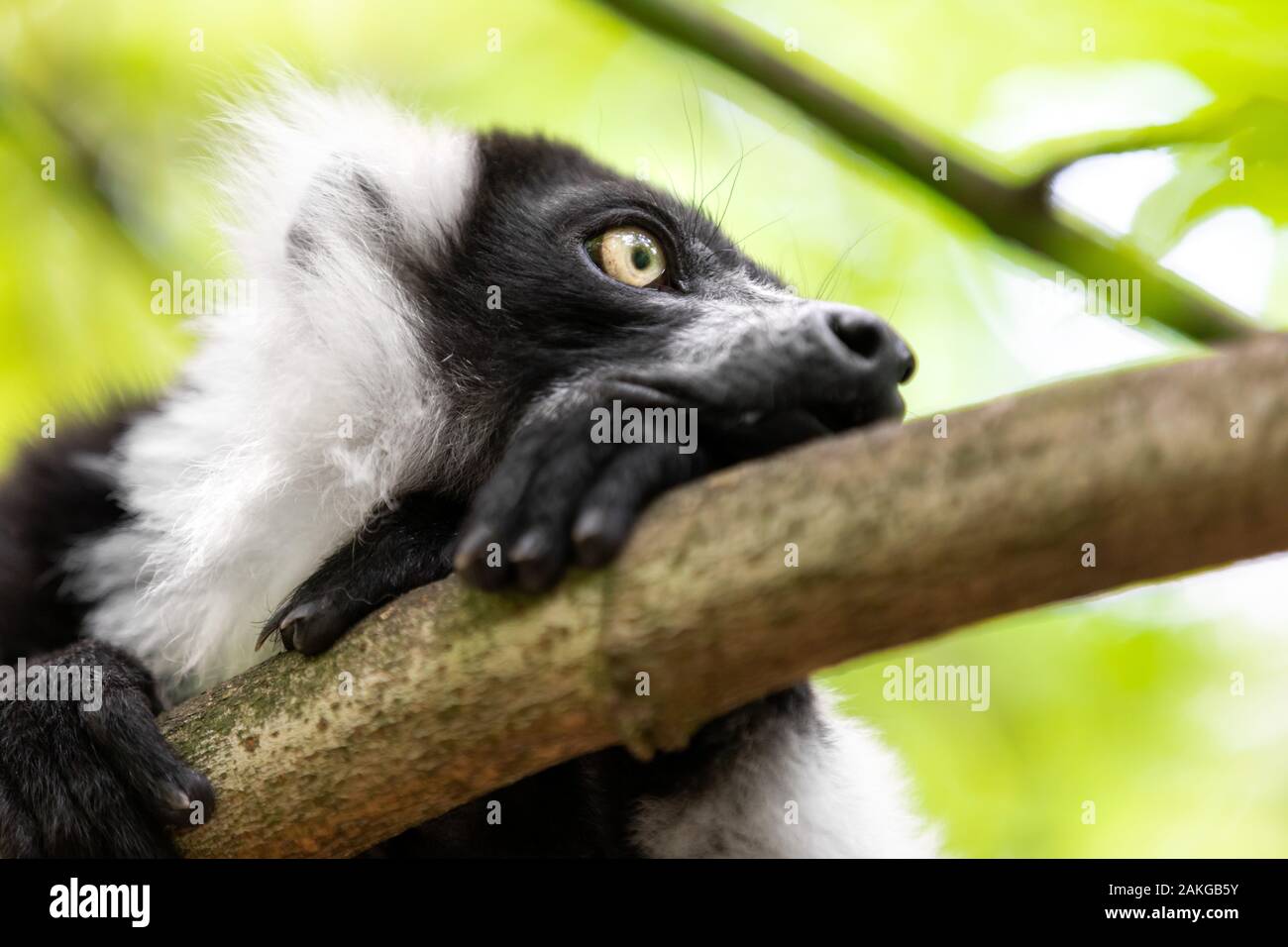 Gros plan d'un lémurien à revers noir et blanc perché sur une branche et regardant de côté, sur fond de bokeh vert Banque D'Images