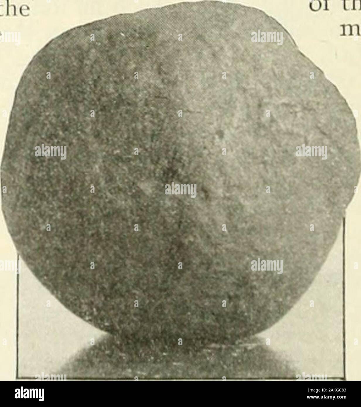 Popular Science monthly . fine de la vanne.Cette broche peut être facilement placé, comme tous les chèques verticale dévisser topermit accéder à l'intérieur. Il serait peut-être une plus toomit plan fixation du globe valve comme itmight être fermé accidentellement ou deliber-teur, par une négligence accompagnateur. Lorsque l'eau tombe en dessous d'un thewhistle niveau saute.-James E. Noble. Une locomotive assure trois Charge Hourson Chaudière de locomotive à vapeur FIRELESS est de commutation pour les voitures et les tramways atan Ohio usine de fabrication. Thelocomotive est d'un tpe qui wasdeveloped en Europe il y a quelques années, andis utilisé autour de dist Banque D'Images