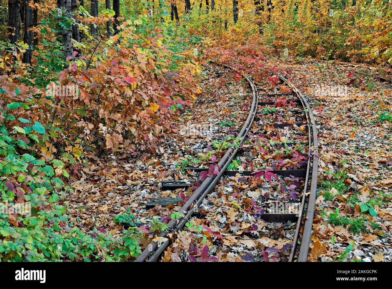 Forêt d'automne avec de vieilles lignes de tramway;Sofia, Bulgarie ; Banque D'Images