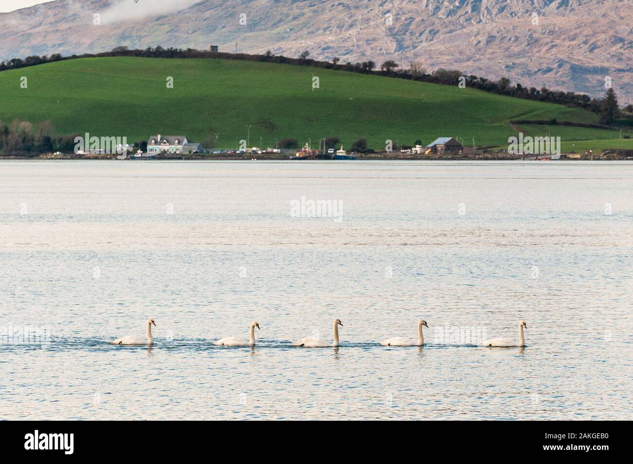 Bantry Bay, West Cork, Irlande. 9 janvier 2020. Cet après-midi, lors d'une belle journée ensoleillée d'hiver, avec l'île Whiddy en toile de fond, 5 cygnes se sont baignés dans la baie de Bantry. Crédit : AG News/Alay Live News. Banque D'Images