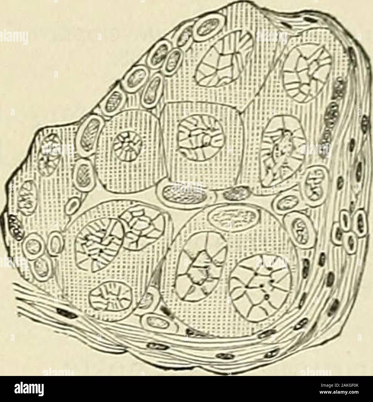 Les maladies de la femme et la chirurgie abdominale . Fig. 34 (après Balfour) -nid frommiddle offollicular couche, montrant l'épithélium formation : o, primitiveovum ; /e, cellules formant follicularepithelium ; d, o, cellules qui disparaissent.. Fig 35 (après Balfour) -Typicalepithelial nid. enfermé dans une cavité occupée par fluide et bordée par de plus petits  ; l'épithélium d'ovules (d, o, fig. 34) pas entouré ; des cellules plus petites {b, c), avec modification de noyaux de destination douteux ; et les petites cellules (/, e)à l'évidence pour former épithélium folliculaire. L'inspection des asingle comme nid, dit M. Balfour-et en cela je partage entièrement-i Banque D'Images
