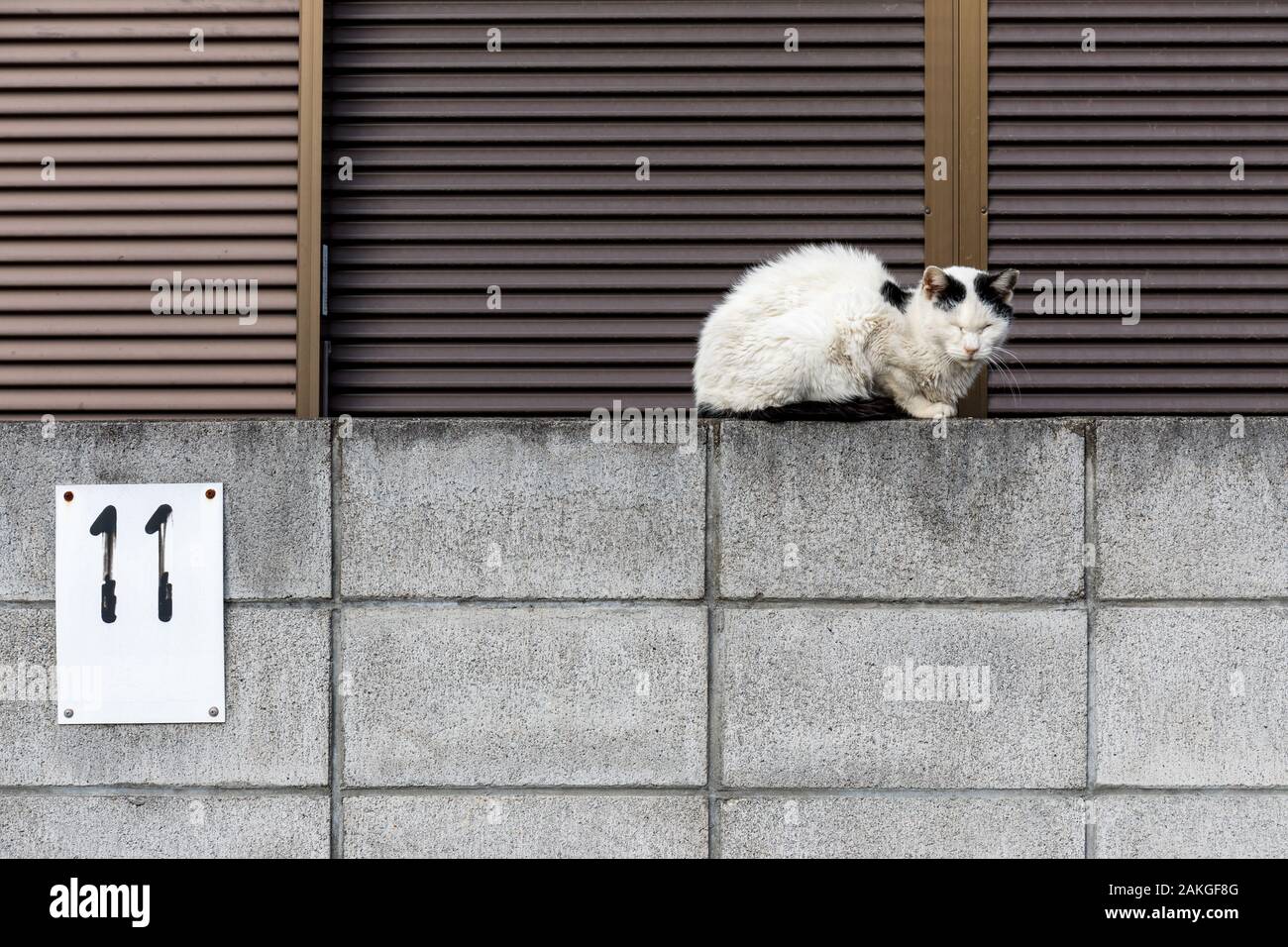 Chat sans-abri assis sur un mur Banque D'Images