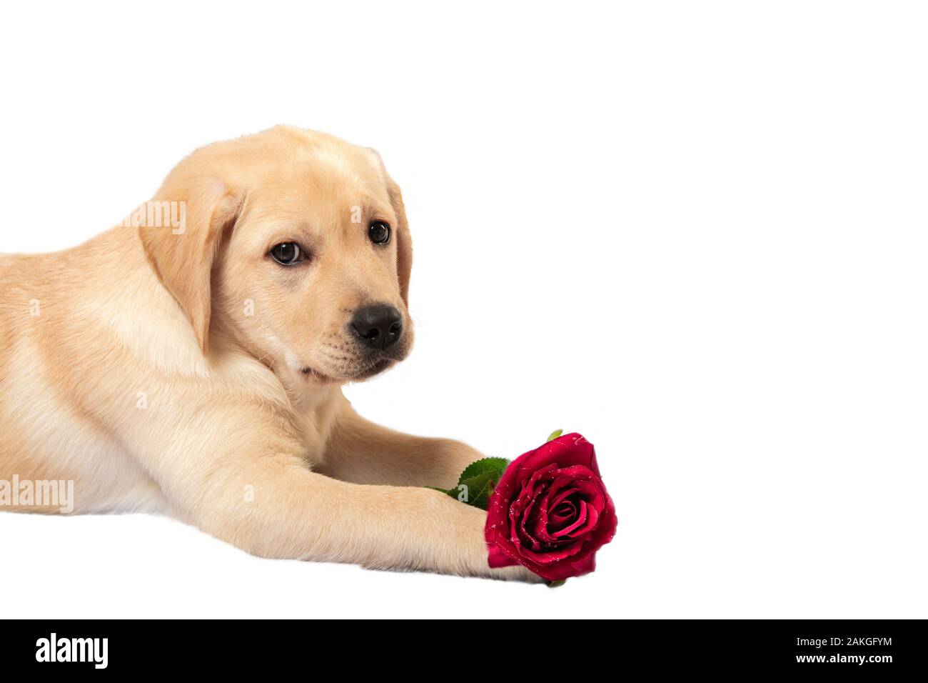 Cute puppy dog labrador assis face à la caméra avec une rose rouge isolé sur fond blanc. Banque D'Images