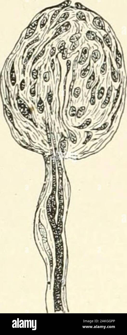 Manuel d'Histologie normale : y compris un compte de l'élaboration des tissus et des organes . cellules palissadiques à themore structures hautement spécialisées ; l'extrémité cylindrique-bulbes de theconjunctiva du veau sont les plus simples. membersFig 104. Qf ce groupe, tandis que la de corpuscules de Vater, Pacinian ou le corps, sont les plus fortement les représentants spéciaux-isée. Les terminaisons nerveuses de cette classe sont composées de trois parties - le cap- Fig. 105. sule, la lampe intérieure,et le nerf-fibre.Sur le arrangementand thesethe le développement de différences distin-individualendings la penicillamine principalement distinguer Banque D'Images