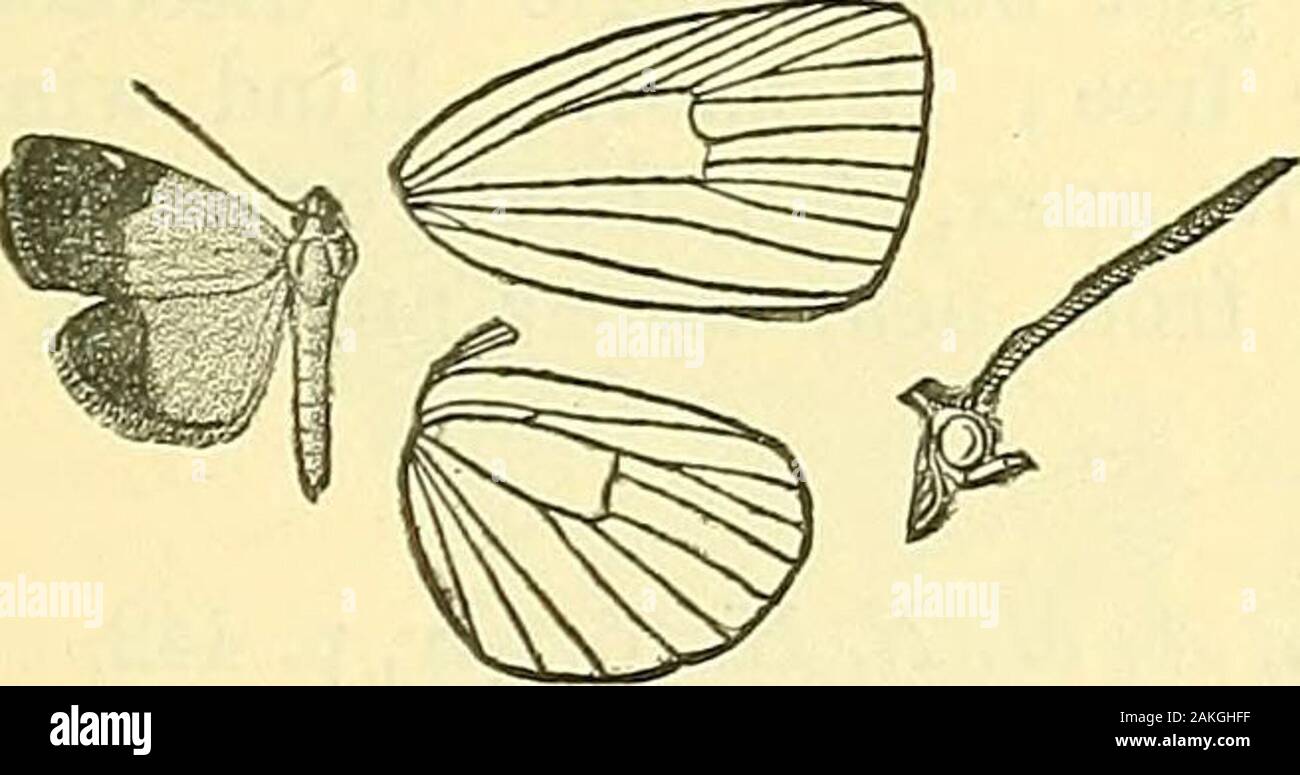 Les mites . e ; 7, 8 pétiolées ; 9, 10, 11. Avec l'aile postérieure de la veine 2 près de l'angle de la cellule ; 4 de même aboveangle ; 5 près de l'angle de la région ; 6, 7 sur une longue tige ; 8 con-connecté avec 7 par une barre au milieu de la cellule. 481 a. Scaptesylix hemichryseis, Hmpsn. Trans. Ent. Soc. 1895,p. 283. $ . Jaune doré lumineux ; palpi avec bague noire sur la 3ème phalange ; antennes ; abdomen foncé avec l'extrémité noire. Wingwith interstitielle la moitié extérieure black suf-fusionné avec violet, et avec apostmedial point jaune sur costa,son bord intérieur angledoutwards légèrement inférieur à l'angle de cell.Fig.^48. Aile postérieure avec la zone extérieure Scaptesylix Banque D'Images