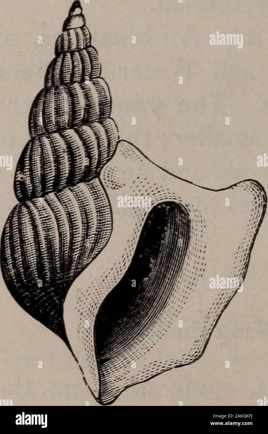 Histoire naturelle des animaux ; . Fig. 3^3- Scorpion - Shell, ou Pteroccras. Beaucoup réduite.Chinese Mer.. Banque D'Images