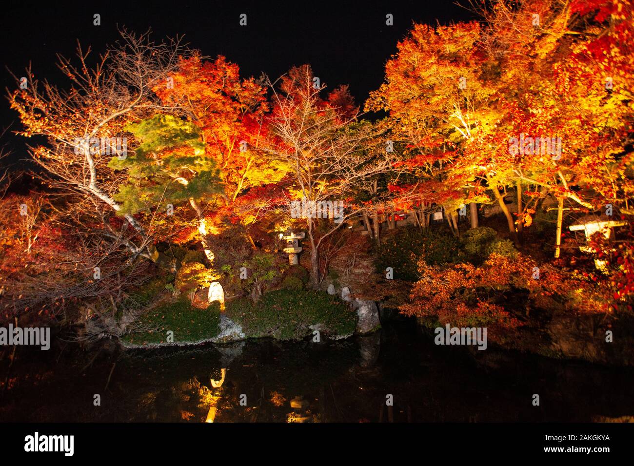 Spectacle d'éclairage de nuit pendant la saison Kōyō” (Foliage d'automne) À Mesure Que l'automne descend, il transforme les forêts du Japon des teintes radieuses de rouge, orange Banque D'Images