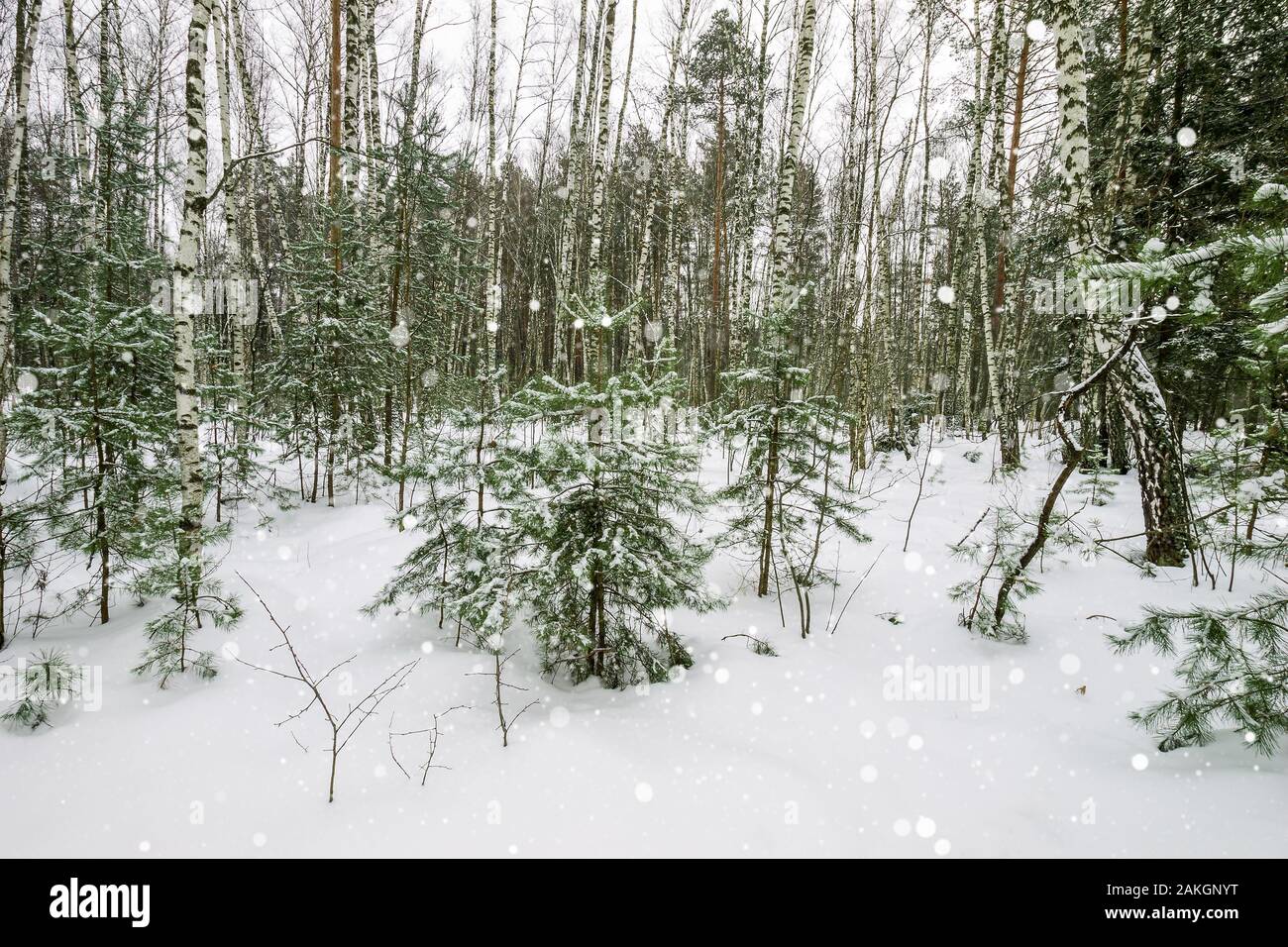 Paysage d'hiver forêt de pins, de bouleaux et de sapins couverts de givre à surtout cloudly météo avec chute de neige. Chutes de neige. Banque D'Images