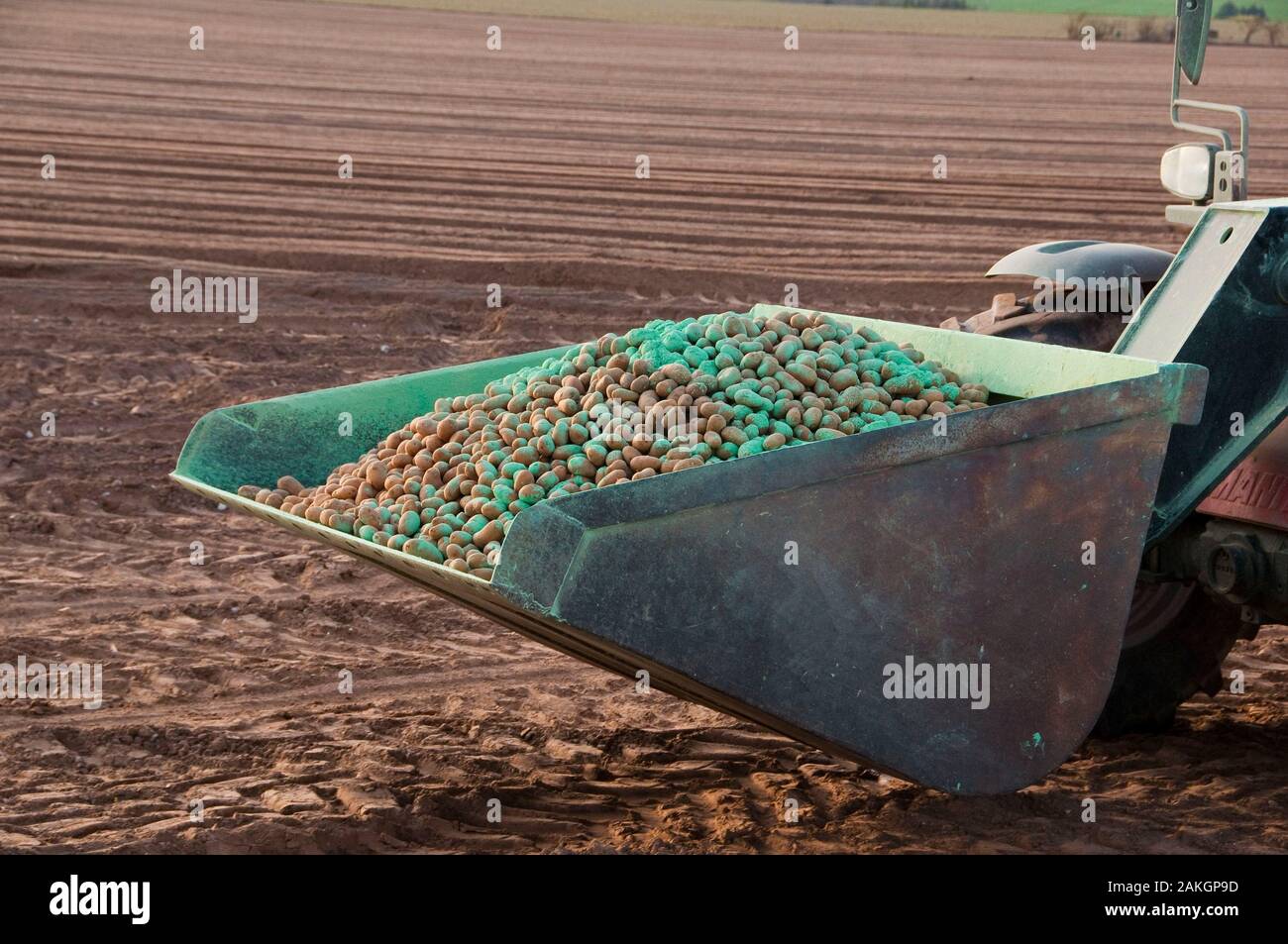 France, Somme, Vironchaux, plantation de pommes de terre dans un champ, les plantes sont arrosées de produits phytosanitaires qui leur donne cette couleur verte Banque D'Images
