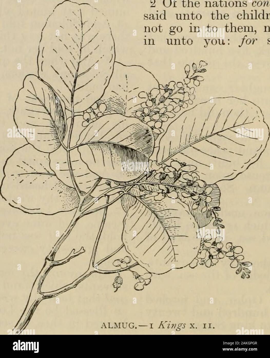 La Bible de l'art, comprenant l'Ancien et du Nouveau Testament : avec de nombreuses illustrations . e deux hundredtargets d'or battu six cents shekelsof l'or est passé à une cible. 17 et trois cents boucliers ofbeaten ; trois d'or Livre d'or s'toone bouclier ; et le roi les mit dans thehouse de la forêt du Liban. ^ 18 Le roi fit un grand throneof l'ivoire, et le couvrit d'or pur. 19 Le trône avait six degrés, et le haut du trône était ronde derrière : et il werestays de chaque côté sur l'endroit du siège, et deux lions debout à côté de la demeure. 20 et 12 lionsst Banque D'Images