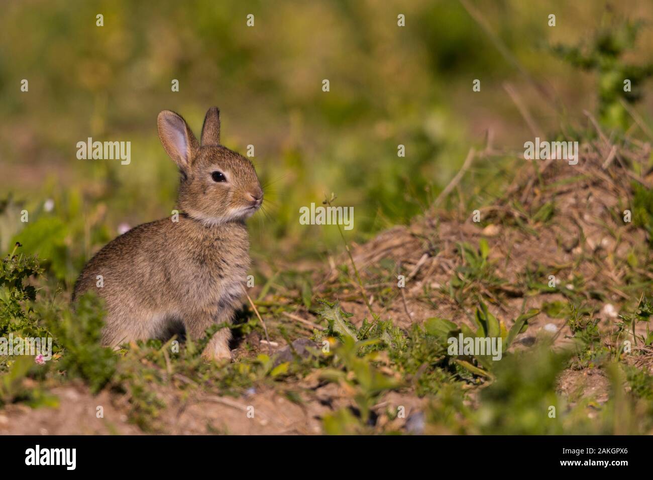 Faire La Sieste Au Soleil Banque D Image Et Photos Alamy