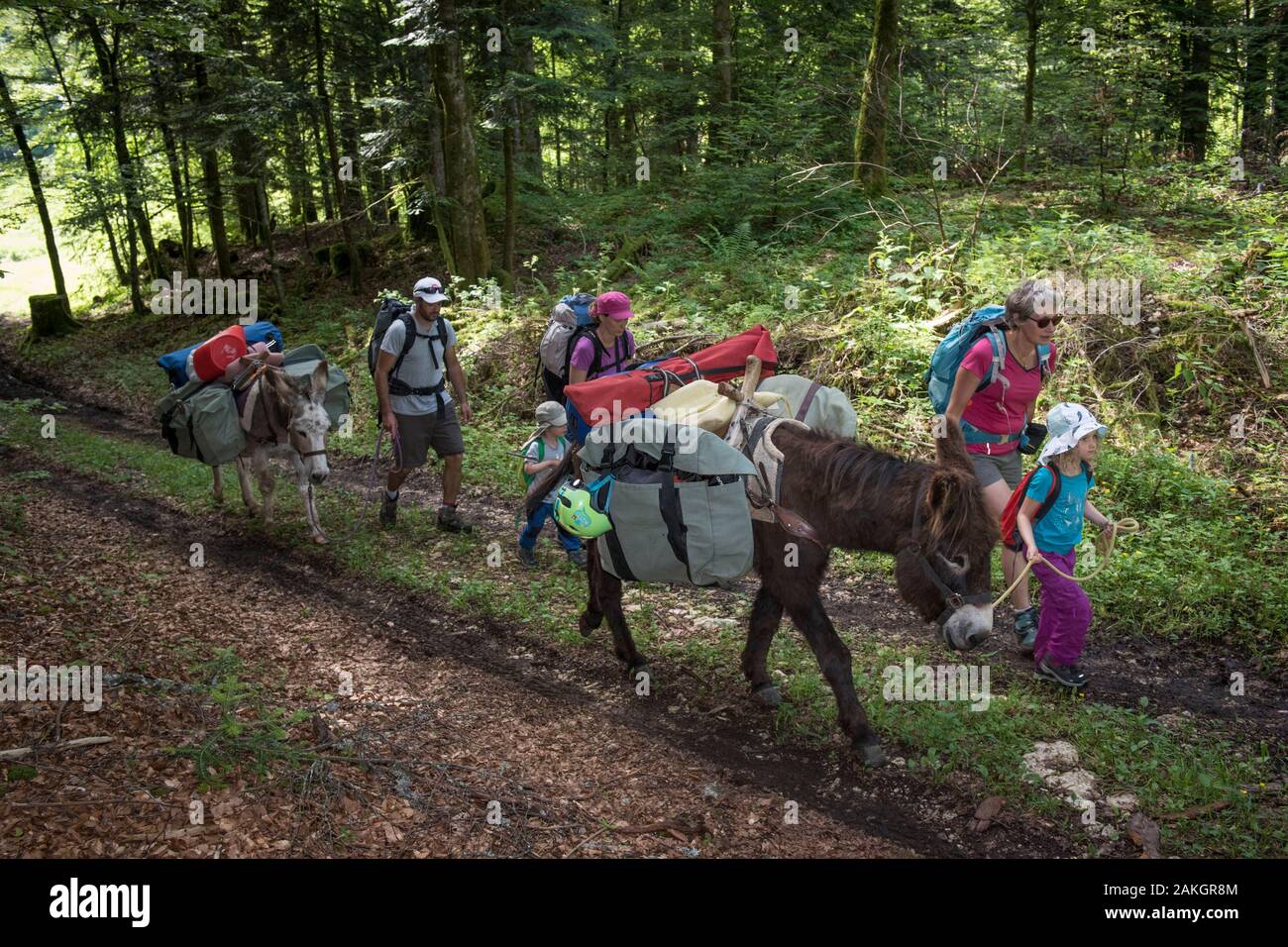 France, Jura, Prenovel, randonnée avec un âne dans la forêt du Jura Banque D'Images