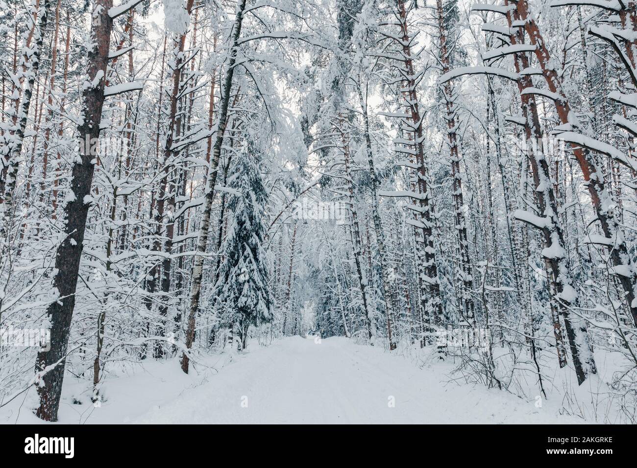 Winter forest road et d'arbres couverts de neige, de l'oblast de Moscou, Russie Banque D'Images