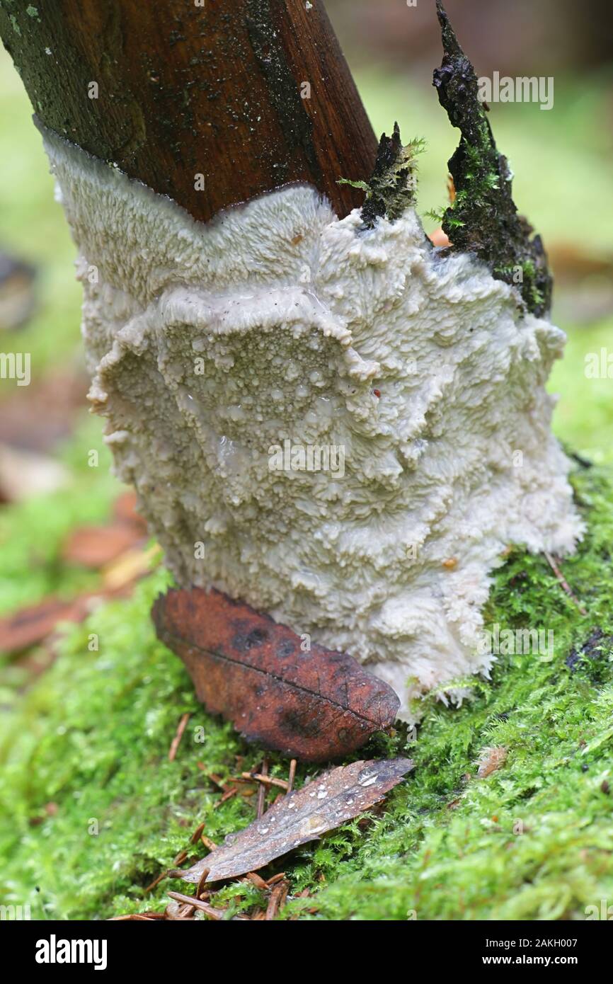 Phlebia centrifuga, une croûte de champignons dans la famille Meruliaceae, poussant sur le journal de l'épinette en Finlande Banque D'Images