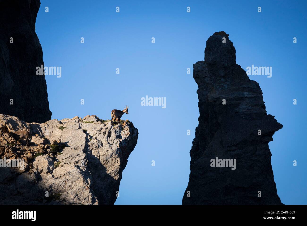 France, Alpes-Maritimes, Parc National du Mercantour, les reliefs d'Aiguilles de Tortisse (2672m), femelle bouquetin, ou étagne (Capra ibex) et leurs jeunes, ou cabri Banque D'Images