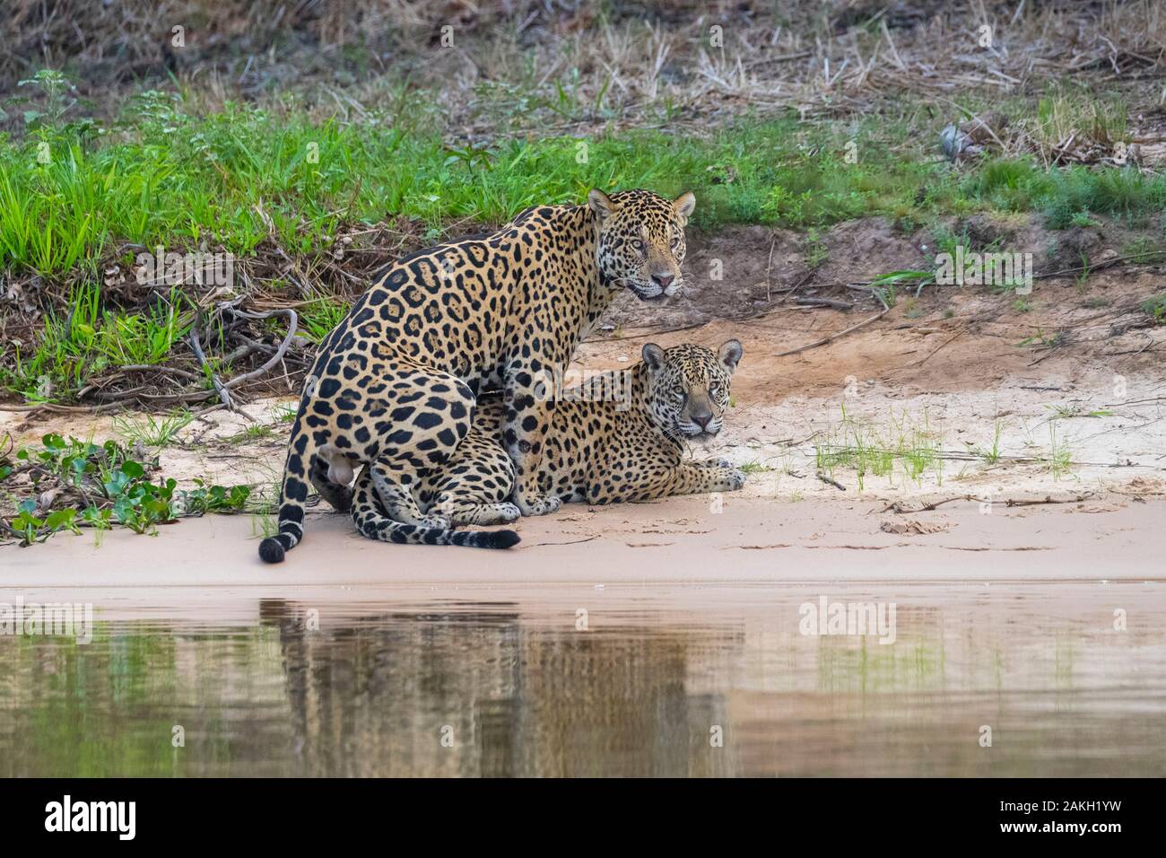 Brésil, Mato Grosso, région du Pantanal, Jaguar (Panthera onca), l'accouplement session Banque D'Images