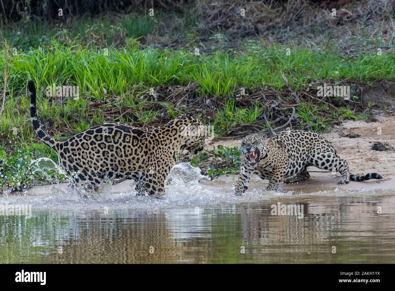 Brésil, Mato Grosso, région du Pantanal, Jaguar (Panthera onca), l'accouplement session Banque D'Images