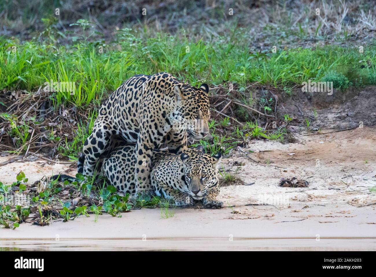 Brésil, Mato Grosso, région du Pantanal, Jaguar (Panthera onca), l'accouplement session Banque D'Images