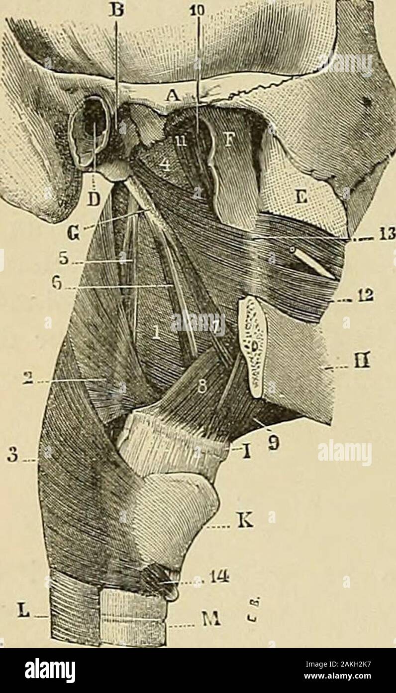 Traité d'anatomie humaine : Anatomie, histologie, développement descriptif . roïde;8 enfin à la face postérieure du cartilage cri-coïde. d. Des deux siwfaces ^^aponé de pha-ryngienne TOse, la surface intérieure, concave, ré-pond à la muqueuse. La surface extérieure,rudo, sert de substrat à la couche desfibers musculaires, qui lui sont unies par dutissu conjonctif lâche et prennent même surelle, comme nous allons le voir, un certainnombre de leurs insertions. 2° les muscles du pharynx. - Les muscles dupharynx paires, et symétriquement disposés, "sont au nombre de dix, cinq de chaque côté.Au poi Banque D'Images