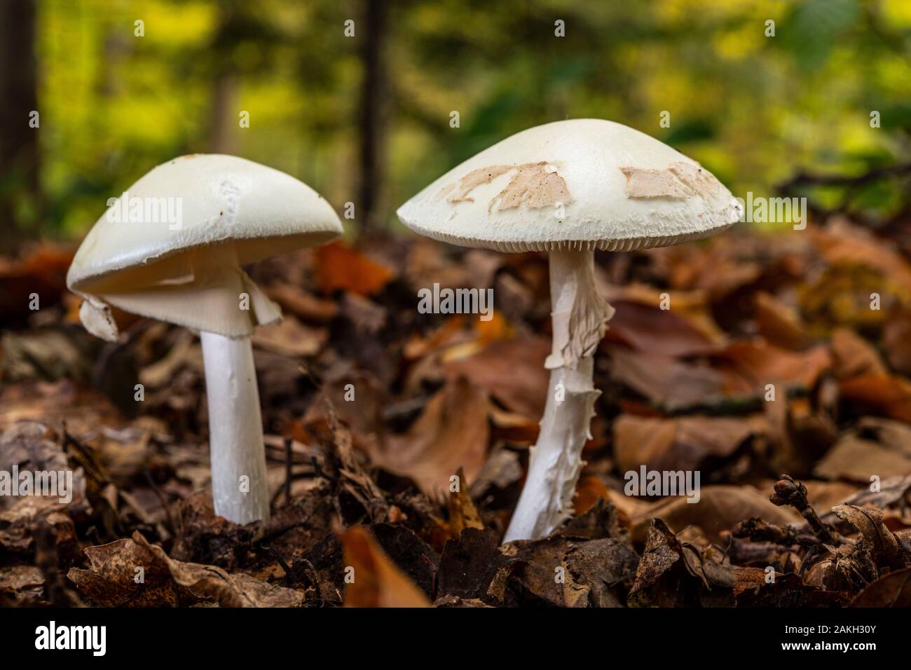 En France, en somme, de Crécy en Ponthieu, La Forêt de Crécy, champignons des bois, amanita citrina Banque D'Images