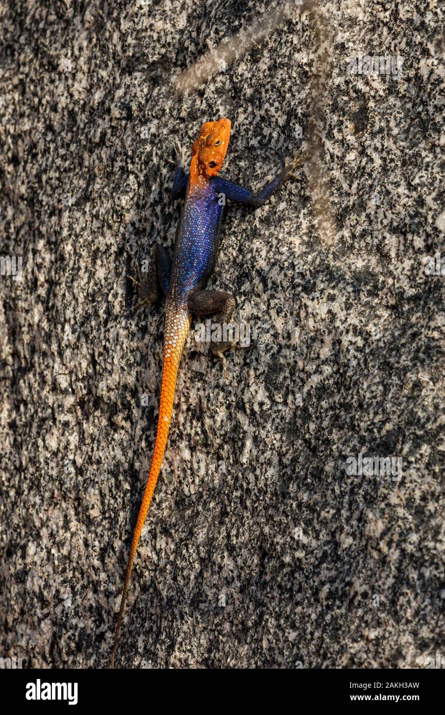 La Namibie, province de Kunene, Kamanjab, Namib rock agama male Banque D'Images