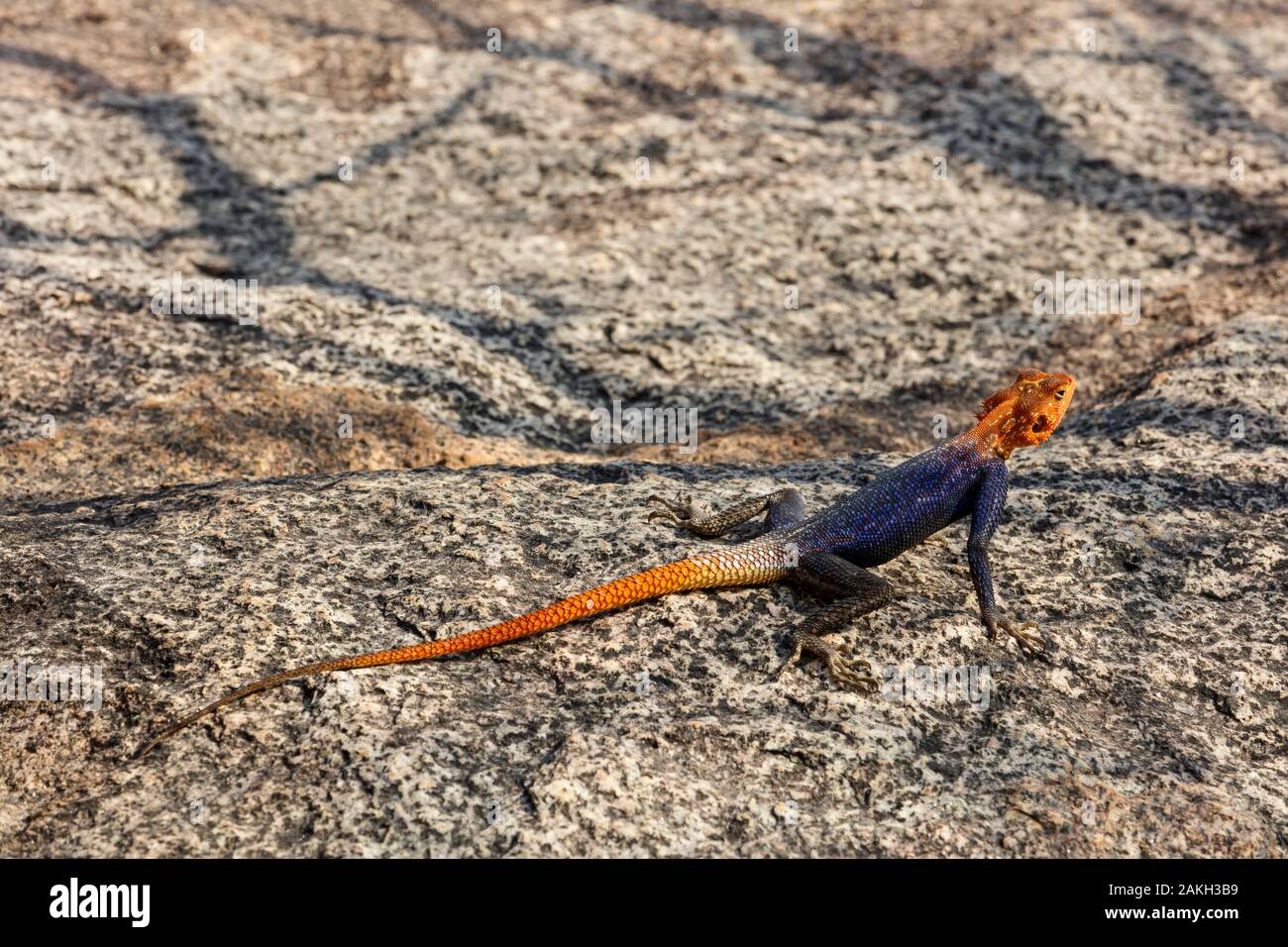 La Namibie, province de Kunene, Kamanjab, Namib rock agama male Banque D'Images