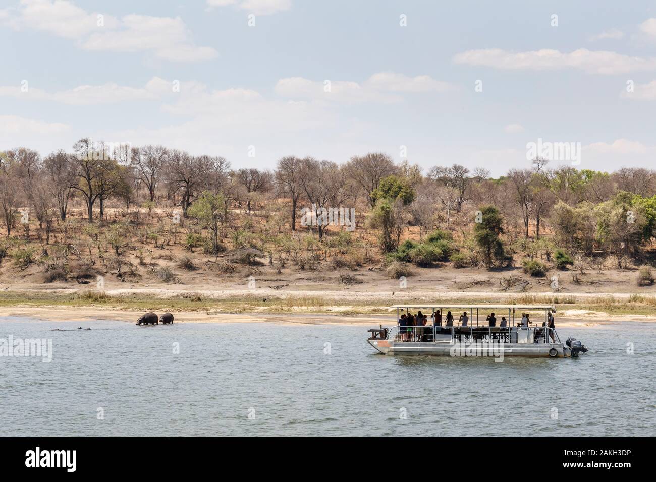 La Namibie, province de Kavango, Parc National de Bwabwata, touristes bateau sur l'Okavango hippopotames regarder Banque D'Images