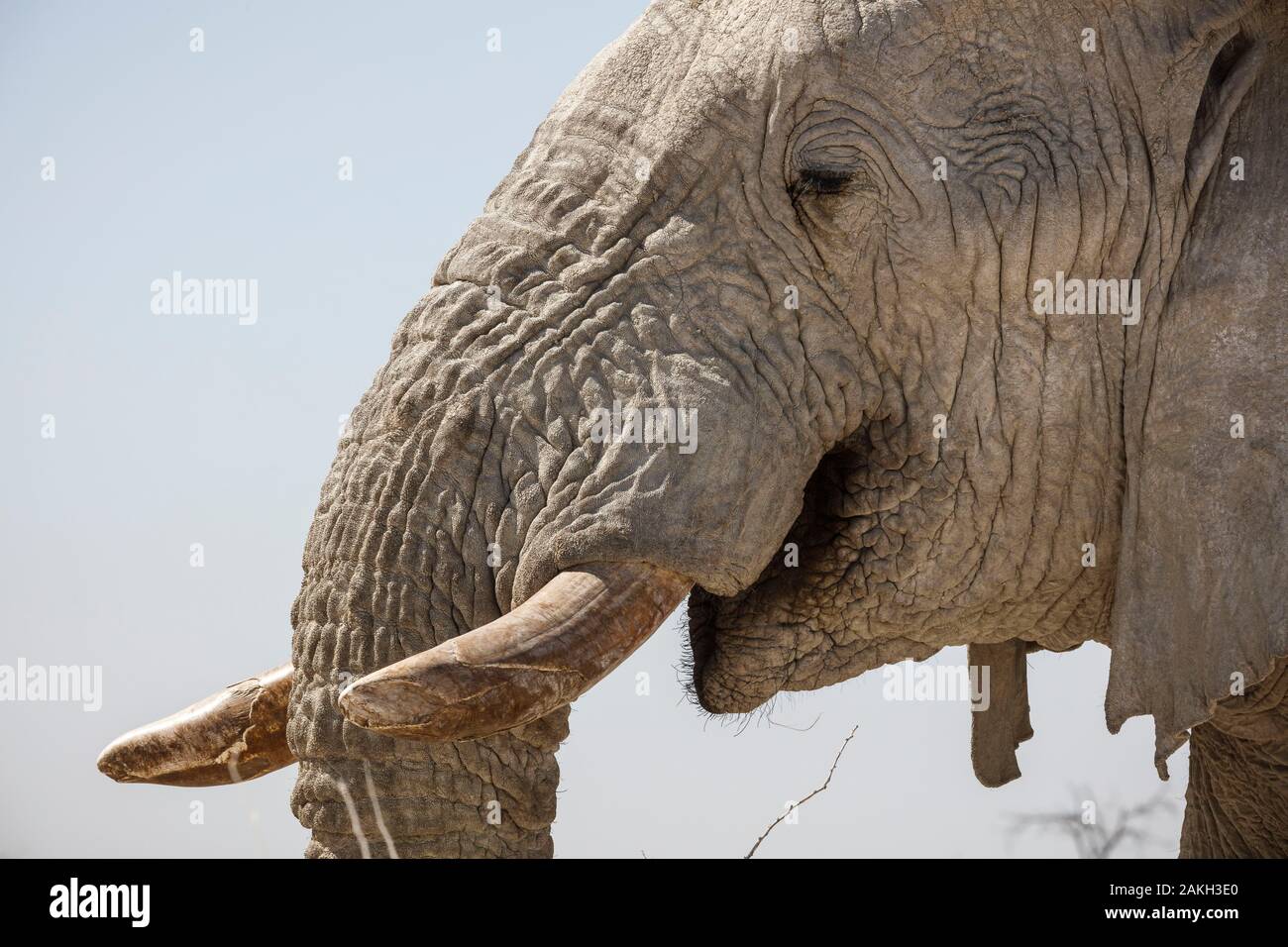 La Namibie, Oshikoto province, Etosha National Park, bush africain elephant (Loxodonta africana) Banque D'Images