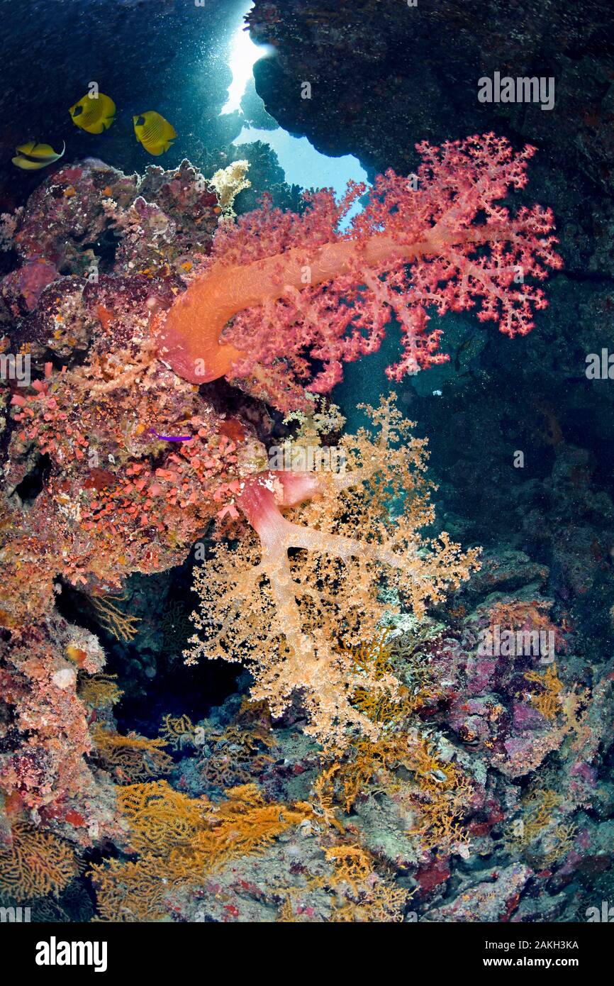 L'Egypte, Mer Rouge, coraux mous (alcyonarians Dendronephtya sp.) Banque D'Images