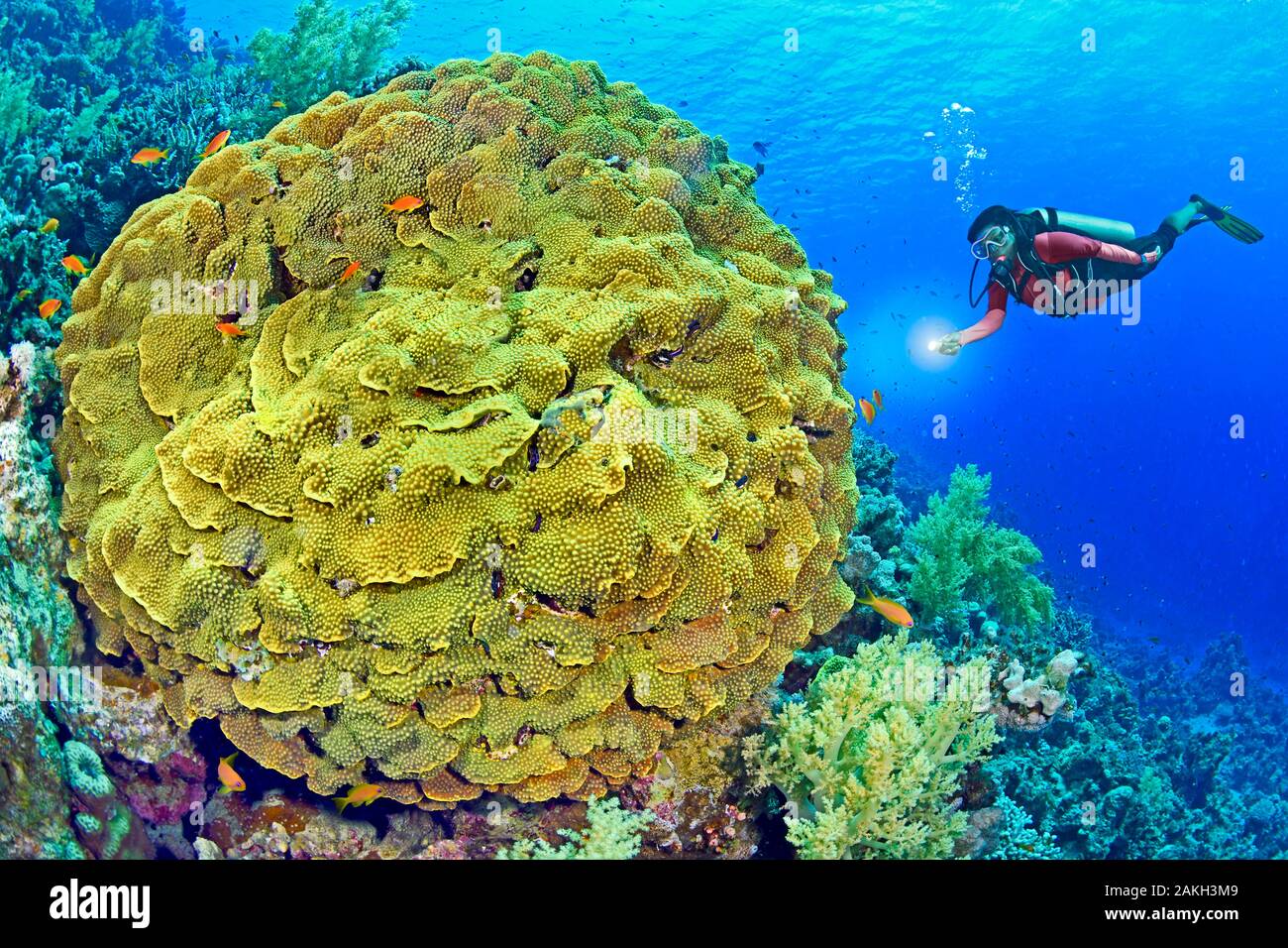 L'Egypte, Mer Rouge, une barrière de corail avec une salade-coral (Turbinaria reniformis) (modèle libération ok) Banque D'Images