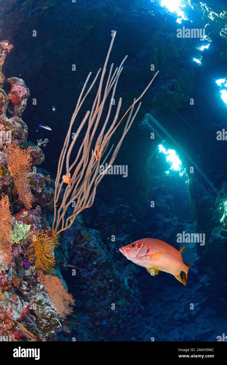 L'Egypte, Mer Rouge, une barrière de corail Banque D'Images