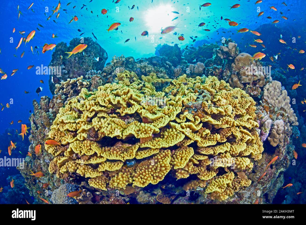 L'Egypte, Mer Rouge, une salade-coral (Turbinaria reniformis) Banque D'Images