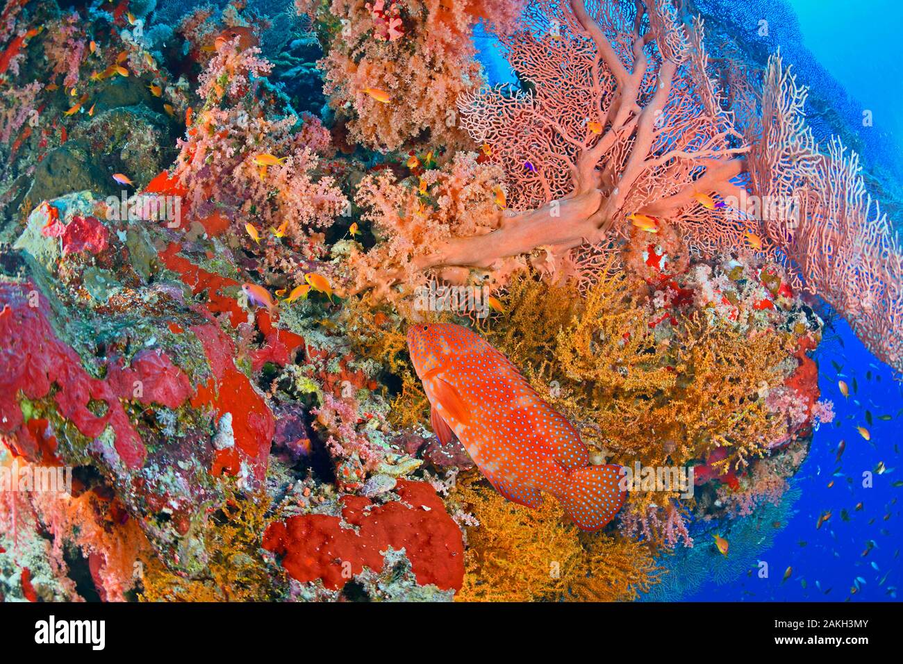 L'Egypte, Mer Rouge, une barrière de corail avec un mérou rouge à points bleus (Cephalopholis miniata) Banque D'Images