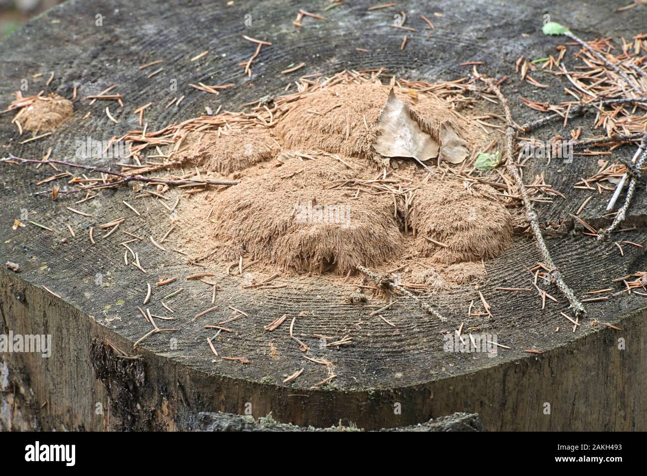 Postia ptychogaster powderpuff, connu sous le nom de champignon, la fin de l'étape du cycle de vie montrant brown demeure des chlamydospores Banque D'Images