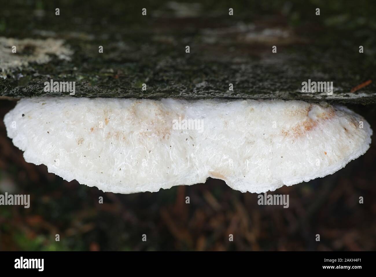 Postia fragilis, connue comme la coloration brune Polypore Fromage, champignons sauvages de Finlande support Banque D'Images