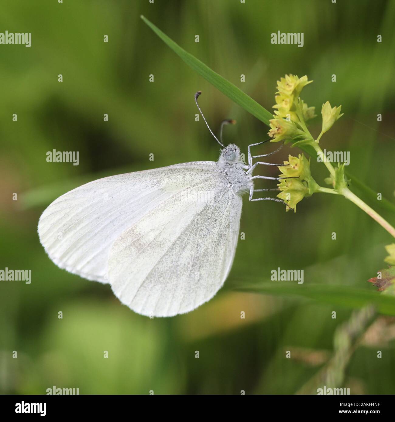 Leptidea sinapis, connu comme le blanc bois Banque D'Images