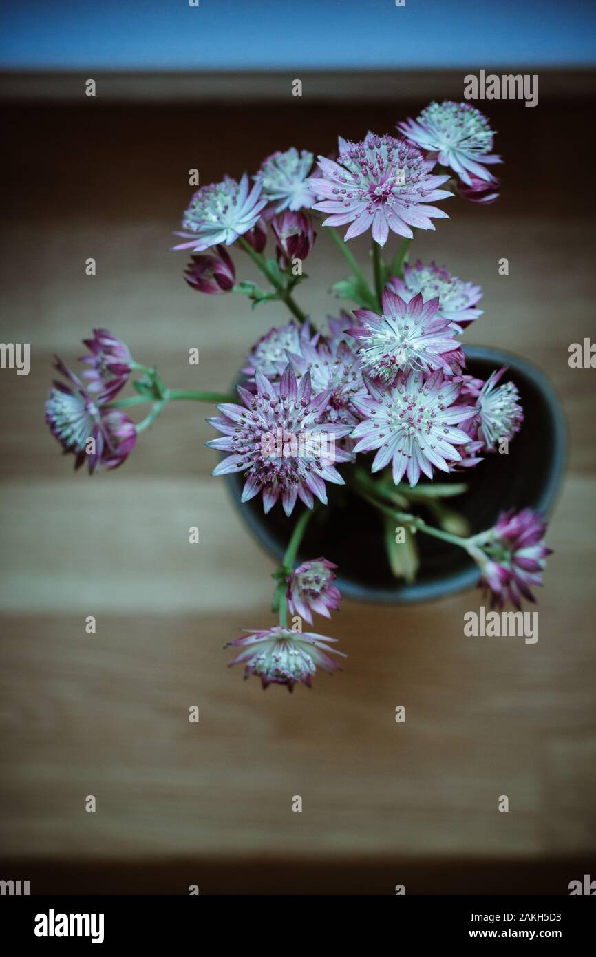 Astrantia major - Grande fleur masterwort à l'intérieur à la maison avec la lumière nordique et rétro nostalgie film analogique. Banque D'Images