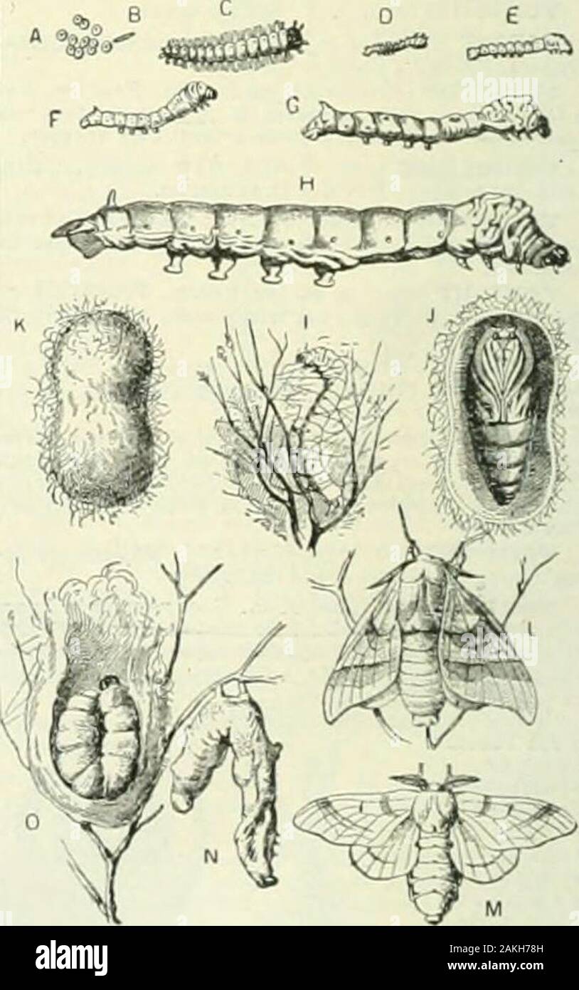 Larousse universel en 2 volumes ; nouveau dictionnaire encyclopédique publié sous la direction de Claude Augé . sangsue, j'Ufè.di pi n d phyriens ijé, constituant avec les l.ryo-un nouvel embranchement des vermidien*.  Econ. rur.vcr à .-oie. Les Chinois passent les premiers peurêtre (|tii aient su éle levier ver ettiret iOte t parti de son travail Cet élevage se pratique enle la façon suivante : lorsque les ; c mencent à se revêtir de feuilles, sur l'attache aux ii i ches des Boí®tes entrouvertes containing desÅufs de vers à soie ; à mesure que la chaleur leslail éclore, ils se répandent Banque D'Images