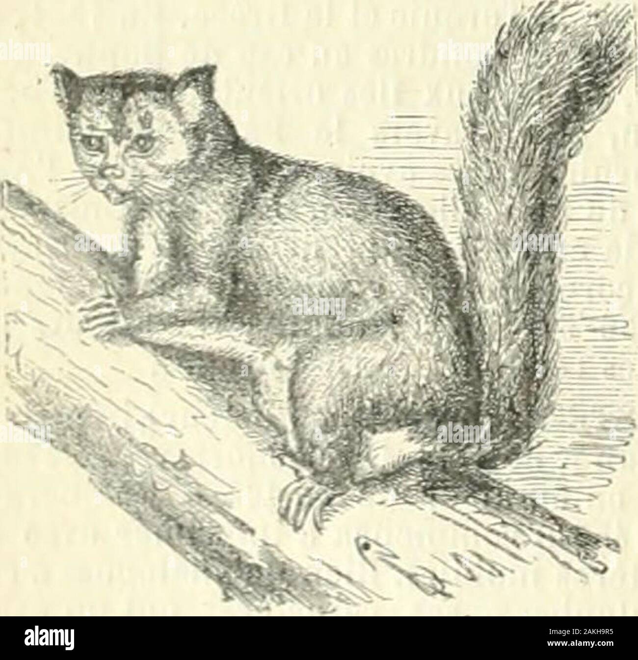 Nouveau dictionnaire encyclopédique illustré universel : répertoire des connaissances humaines . s autresdoigts en ont trois. - Commune dans lesystème de Fourier de phalanslérien. PHALANGER s. f. [Fa-lan-jé] (rad. pha-lange). Manim. Groupe de marsupiaux qui•forme la famille des phalangisiidés, et qui estcaractérisé surtout par la disposition du se-cond et du troisième doigt des pieds de der-rière, réunis dans un tégument commun.Les animaux de ce groupe sont des grim peurs-habiles ; ils vivent sur les arbres ; ilsmangent des feuilles, des boutons, des fruits,et, à Toceasion, de petits oiseaux, de pe Banque D'Images