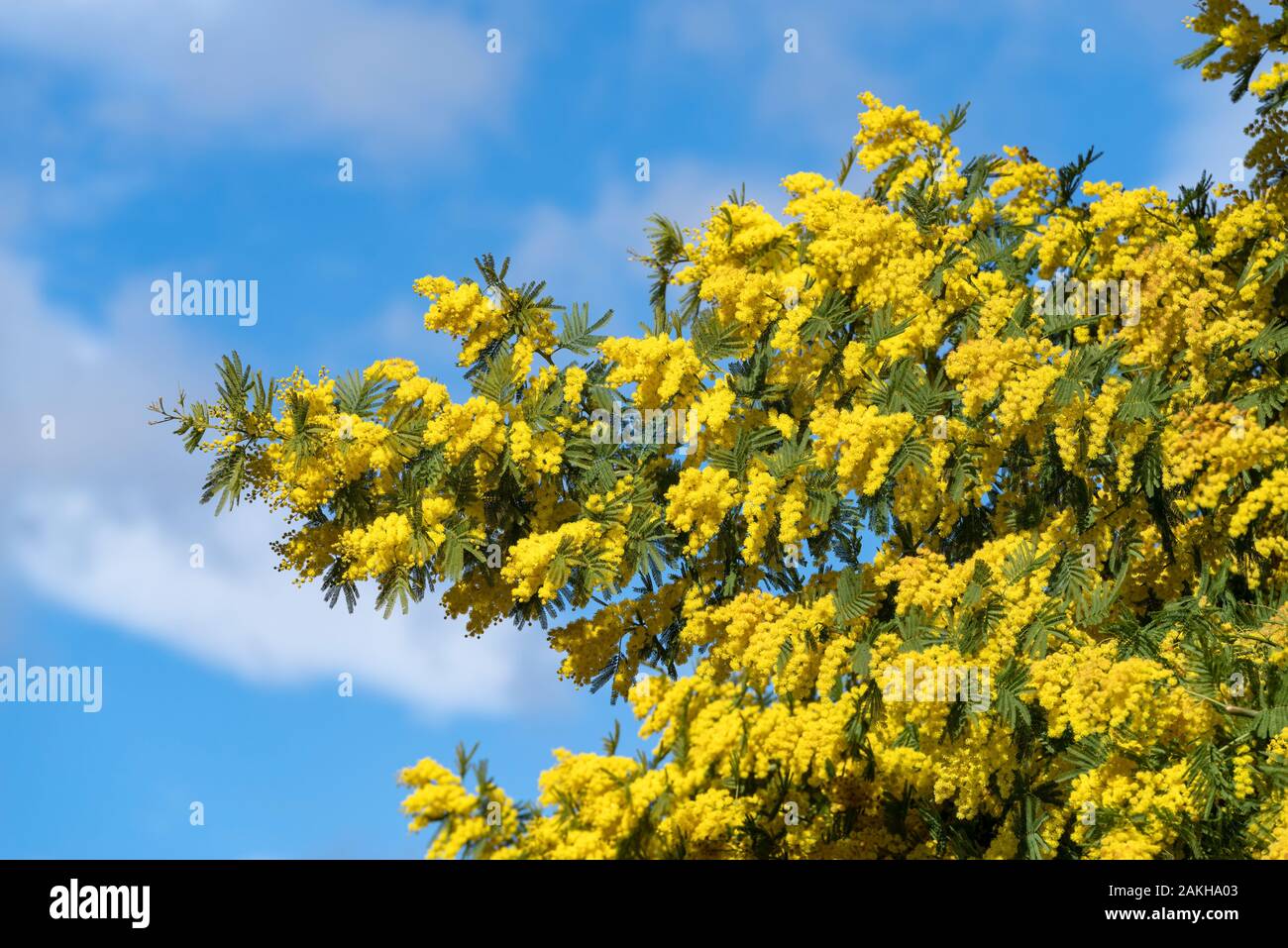 Close up de fleurs jaunes de mimosa Banque D'Images