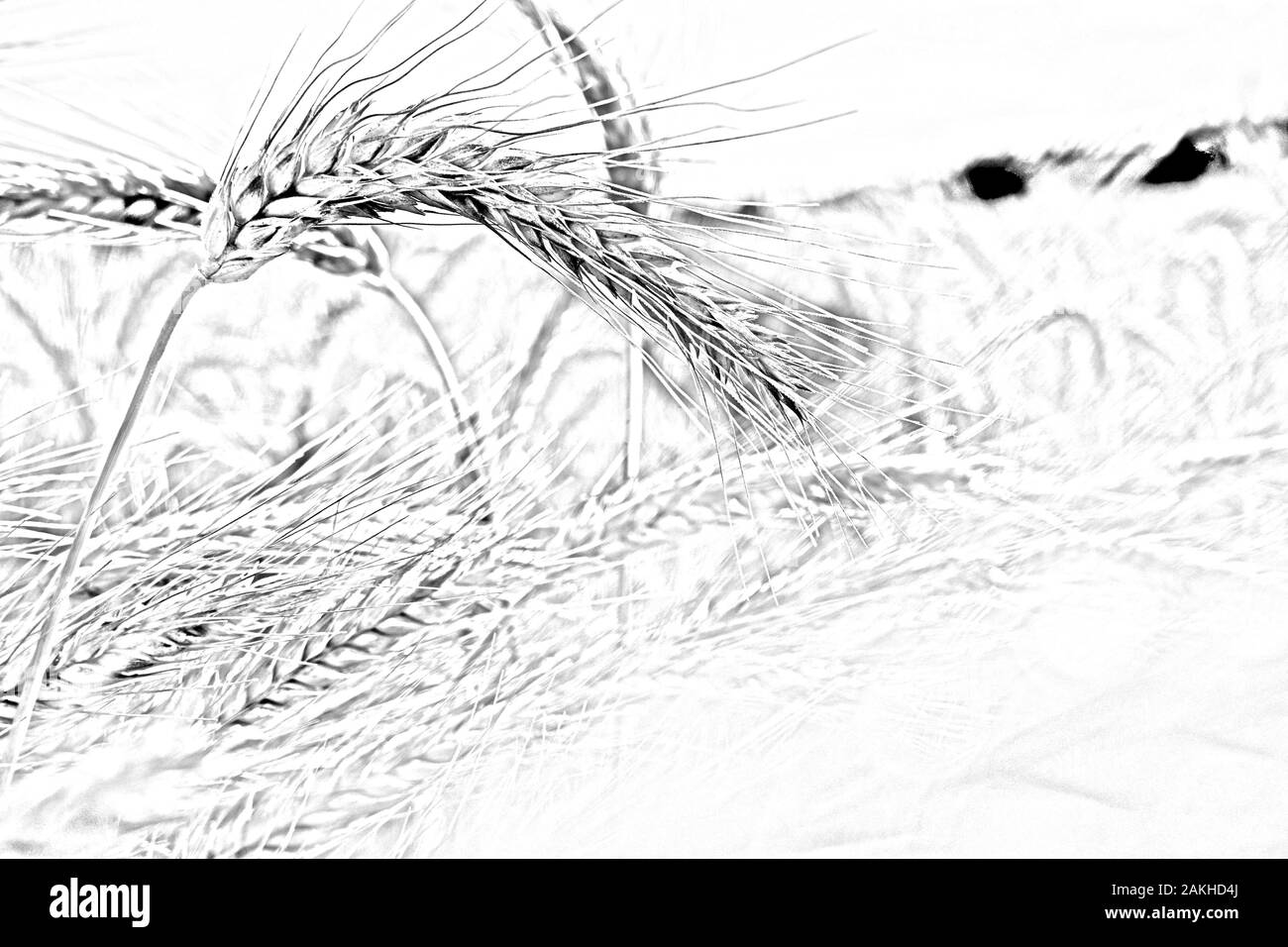 Illustration de l'esquisse du crayon de champ de blé. Fond d'écran de blé Doodle. Banque D'Images